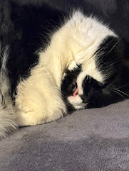 Ad placeholder cat image